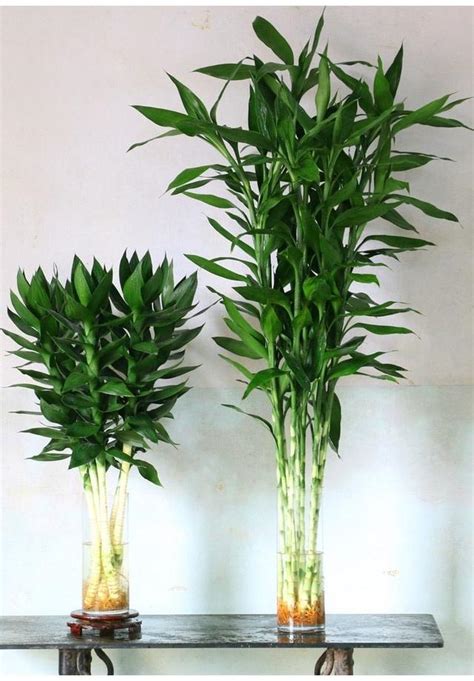 辦公室風水植物 4枝富貴竹
